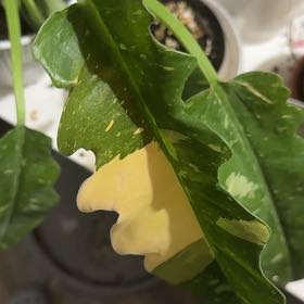 Photo of the plant species Philodendron by @VitalBlackgem named Taylor Swift on Greg, the plant care app