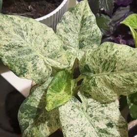 Photo of the plant species Alocasia Batik 'Blizzard' by @VitalBlackgem named Eva on Greg, the plant care app