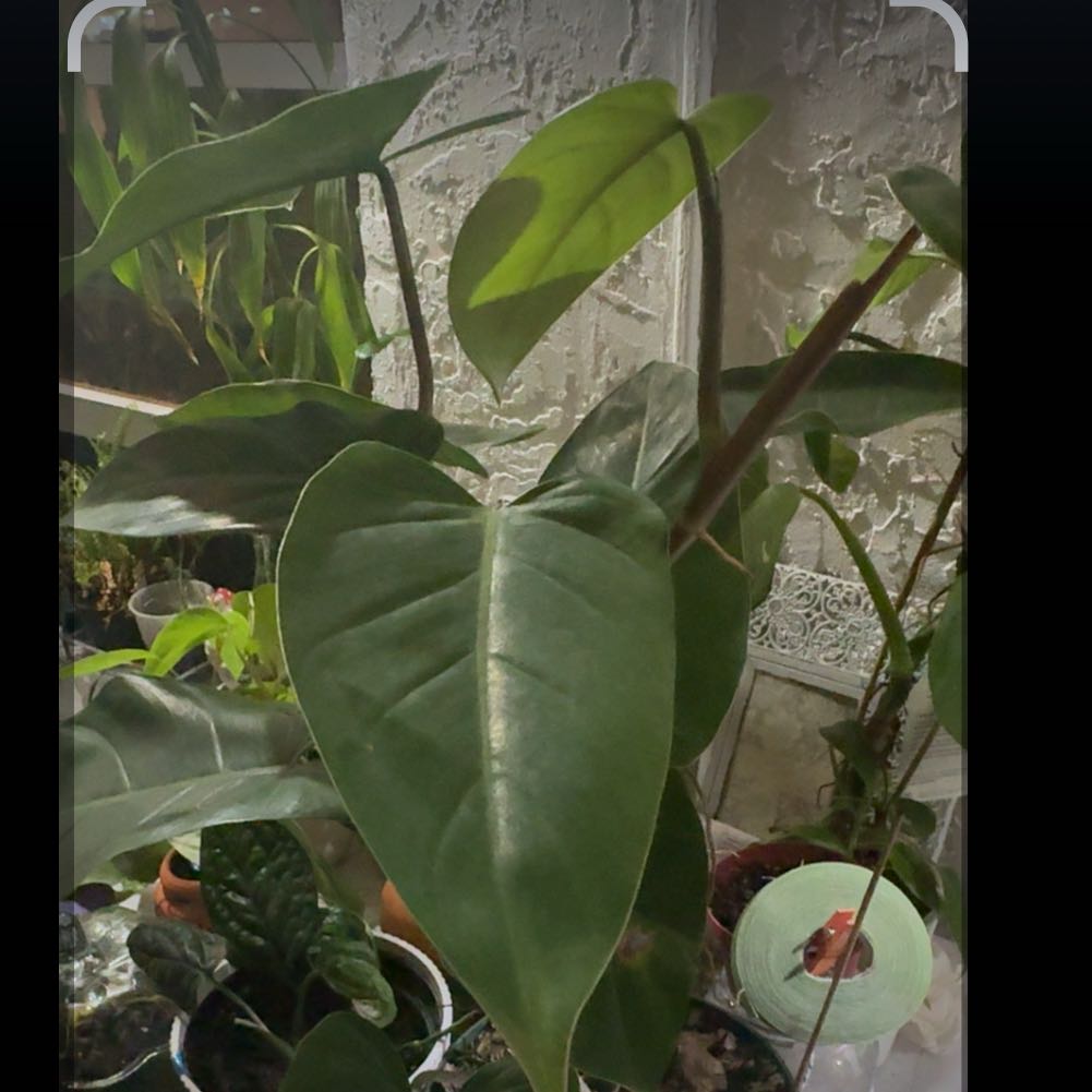 Photo of the plant species Philodendron 'New Red' by @VitalBlackgem named Athena on Greg, the plant care app