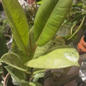 Photo of the plant species Ficus elastica by @VitalBlackgem named Ulysses S Plant on Greg, the plant care app