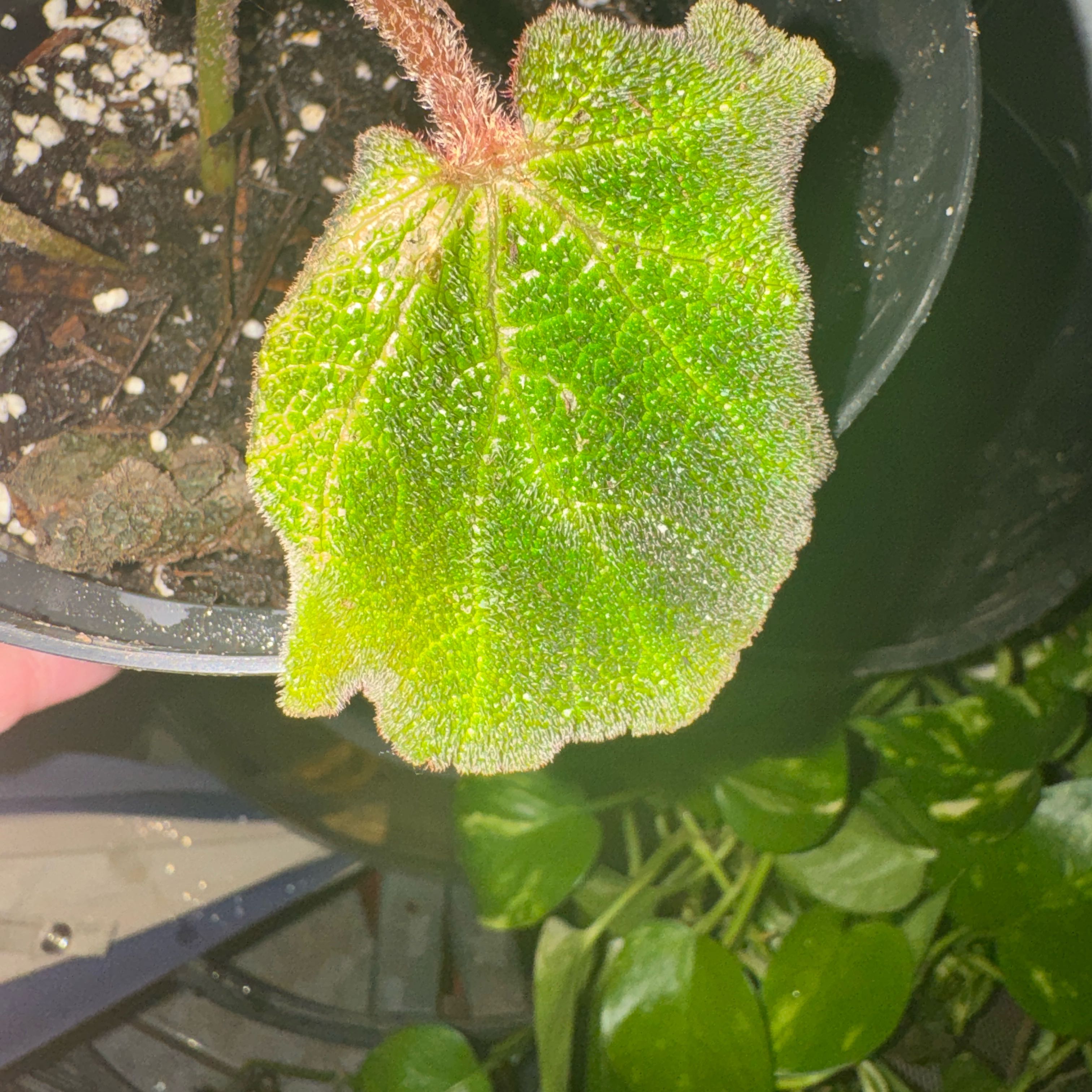 Photo of the plant species Sun-Changing Begonia by @VitalBlackgem named Figyonce on Greg, the plant care app