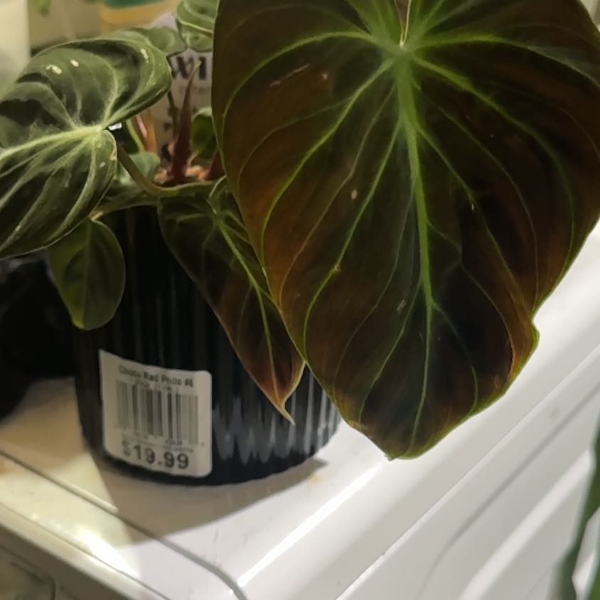 Photo of the plant species Philodendron 'Choco Red' by @VitalBlackgem named Elle on Greg, the plant care app