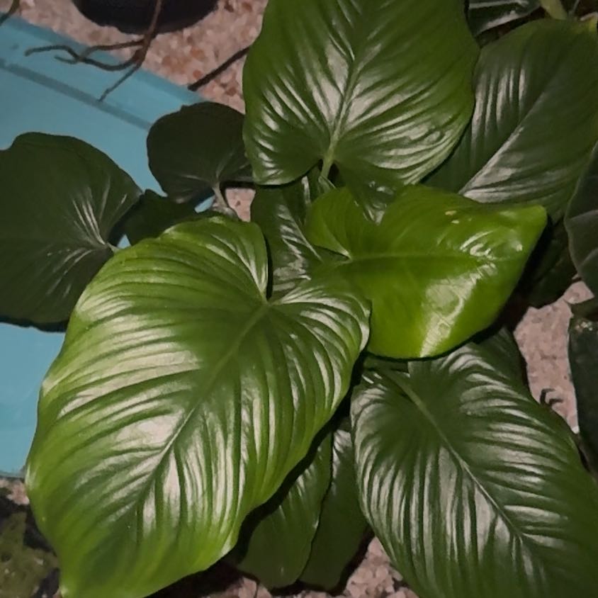 Photo of the plant species sunshine gem by @VitalBlackgem named Winston on Greg, the plant care app