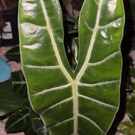 Photo of the plant species Alocasia longiloba by @VitalBlackgem named Tupot amaroot on Greg, the plant care app