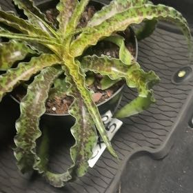 Photo of the plant species Manfreda 'Chocolate Chips' by @VitalBlackgem named Ulysses S Plant on Greg, the plant care app