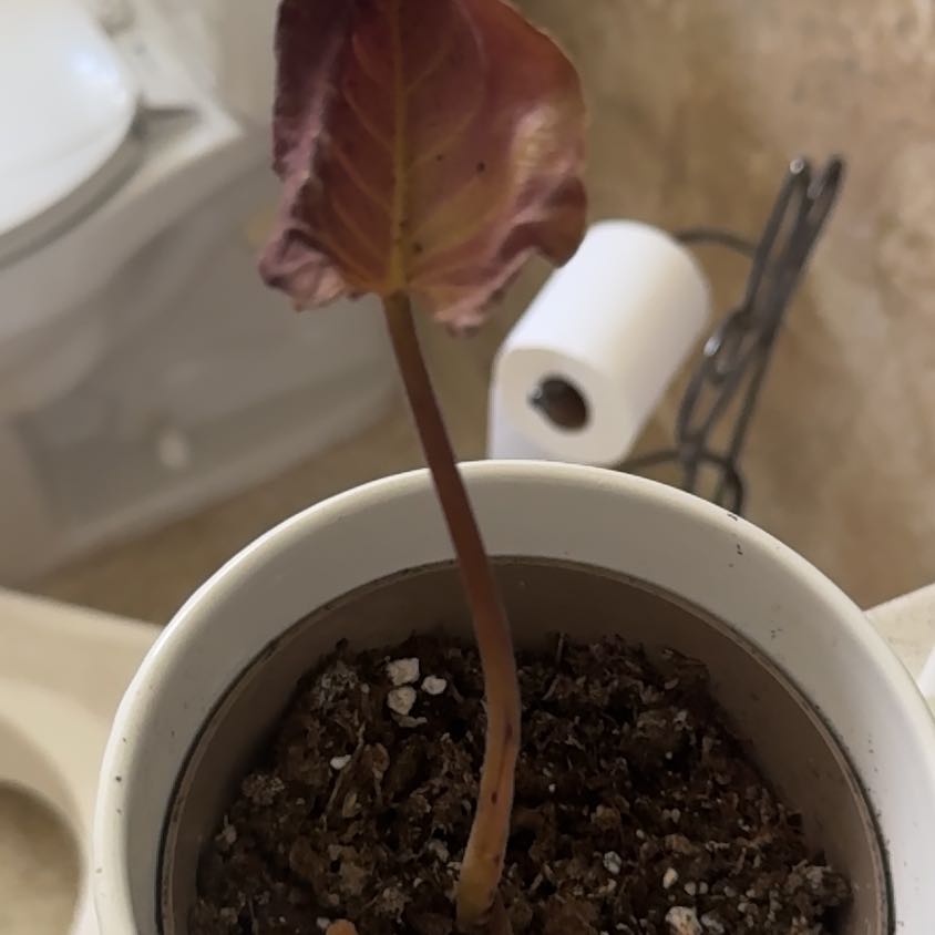 Photo of the plant species Alocasia Antoro Velvet by @VitalBlackgem named Girlfrond on Greg, the plant care app