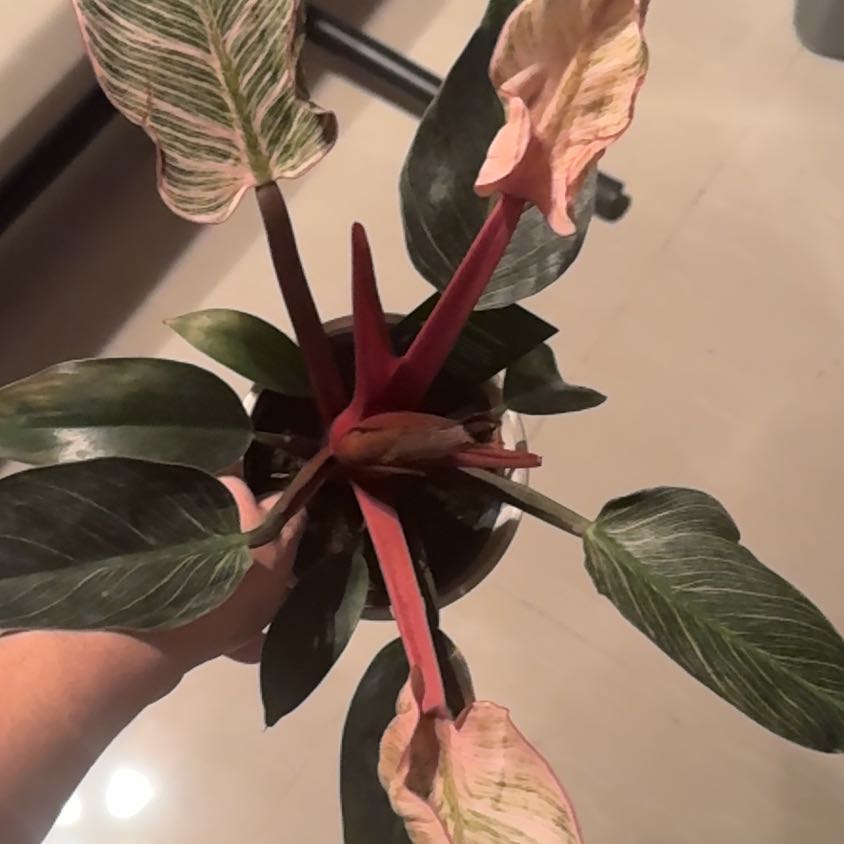 Photo of the plant species Pink Birkin Philodendron by @VitalBlackgem named Anne on Greg, the plant care app