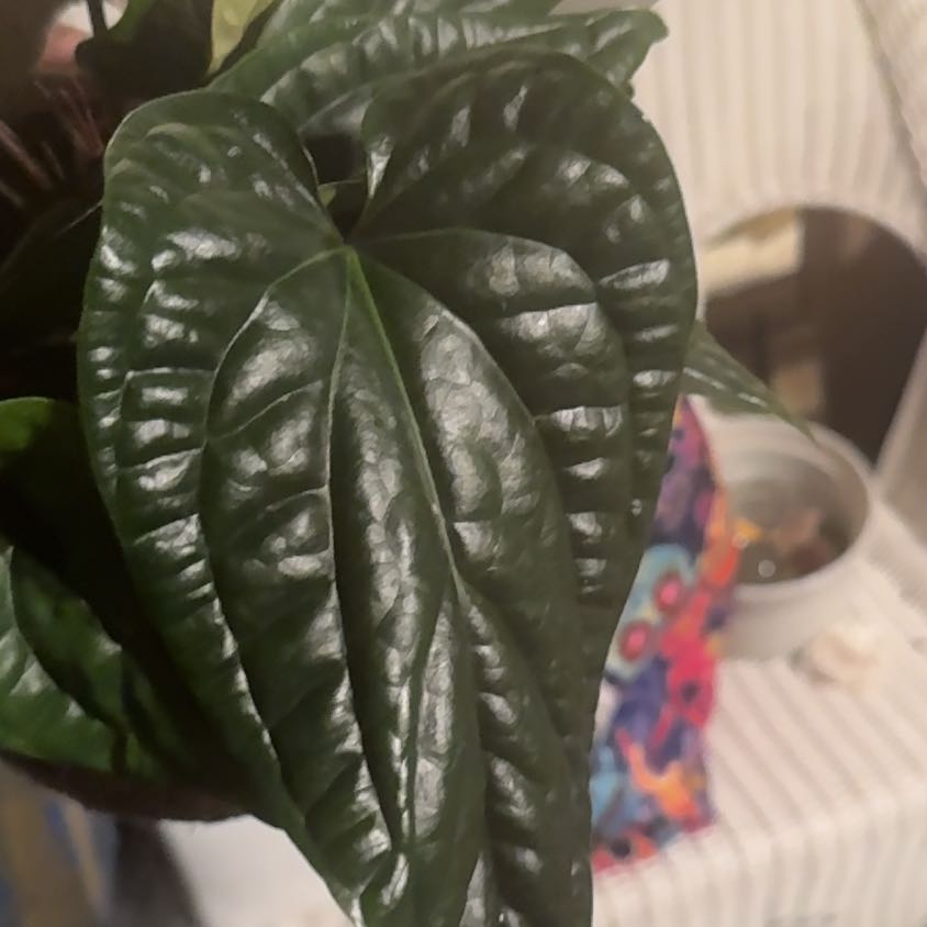 Photo of the plant species Anthurium Radicans x Luxurians by @VitalBlackgem named da Vinci on Greg, the plant care app