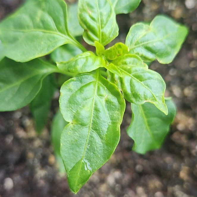 Photo of the plant species Cayenne Long Slim Pepper by @GenteelSwampbay named Kendall on Greg, the plant care app