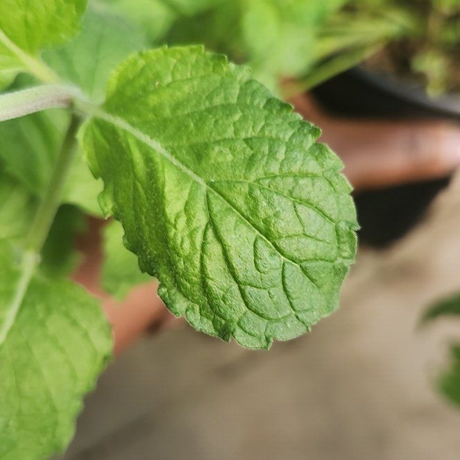Photo of the plant species Grapefruit Mint by @GenteelSwampbay named Shakira on Greg, the plant care app