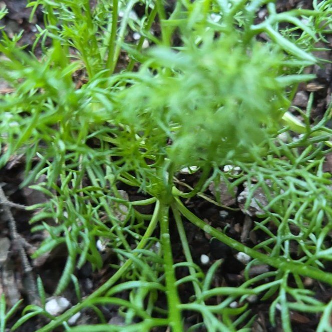 Photo of the plant species Dog Fennel by @GenteelSwampbay named Gregarious on Greg, the plant care app