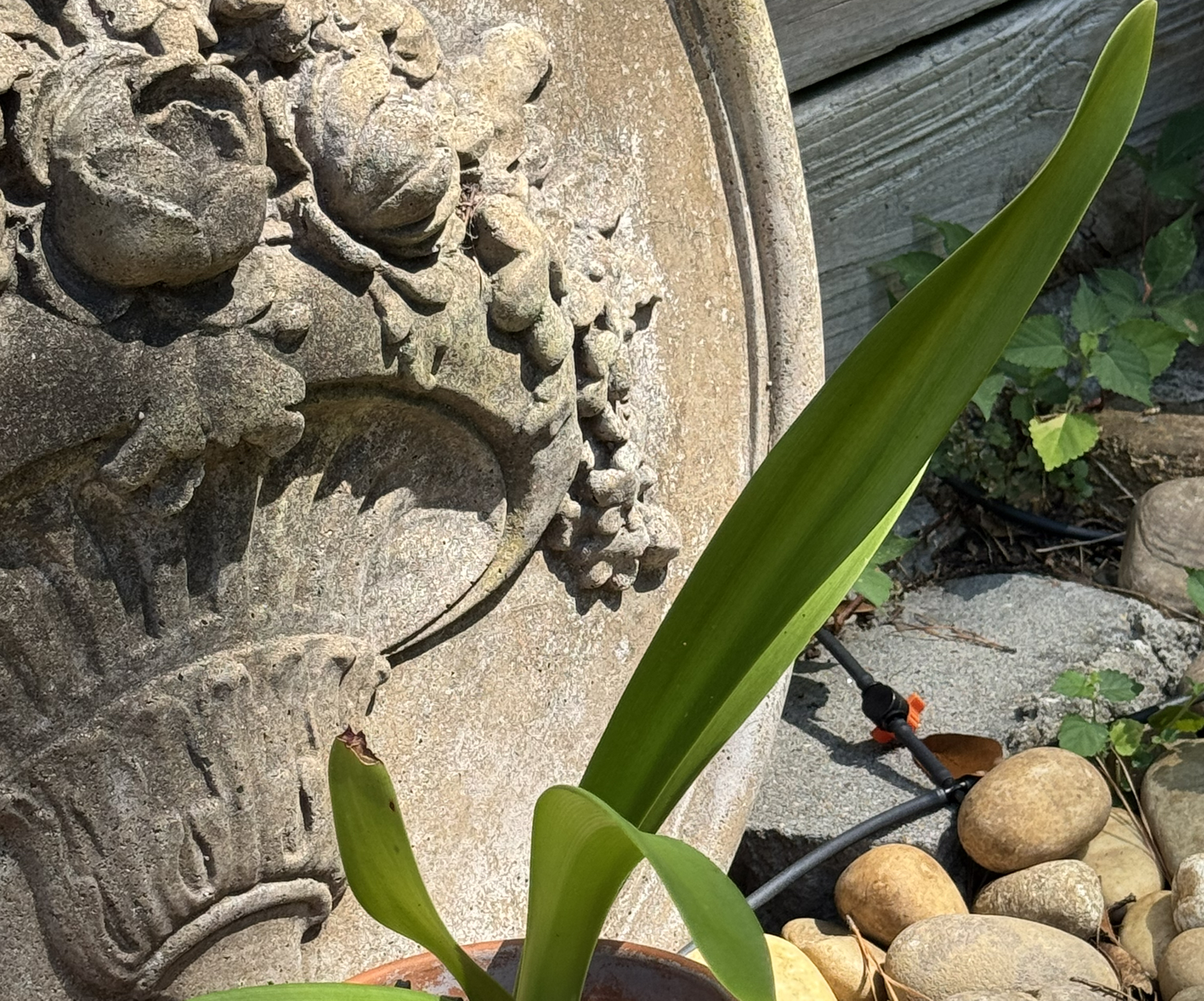 Photo of the plant species Hardy Amaryllis by @not-a-bird named Orlando Bloom on Greg, the plant care app