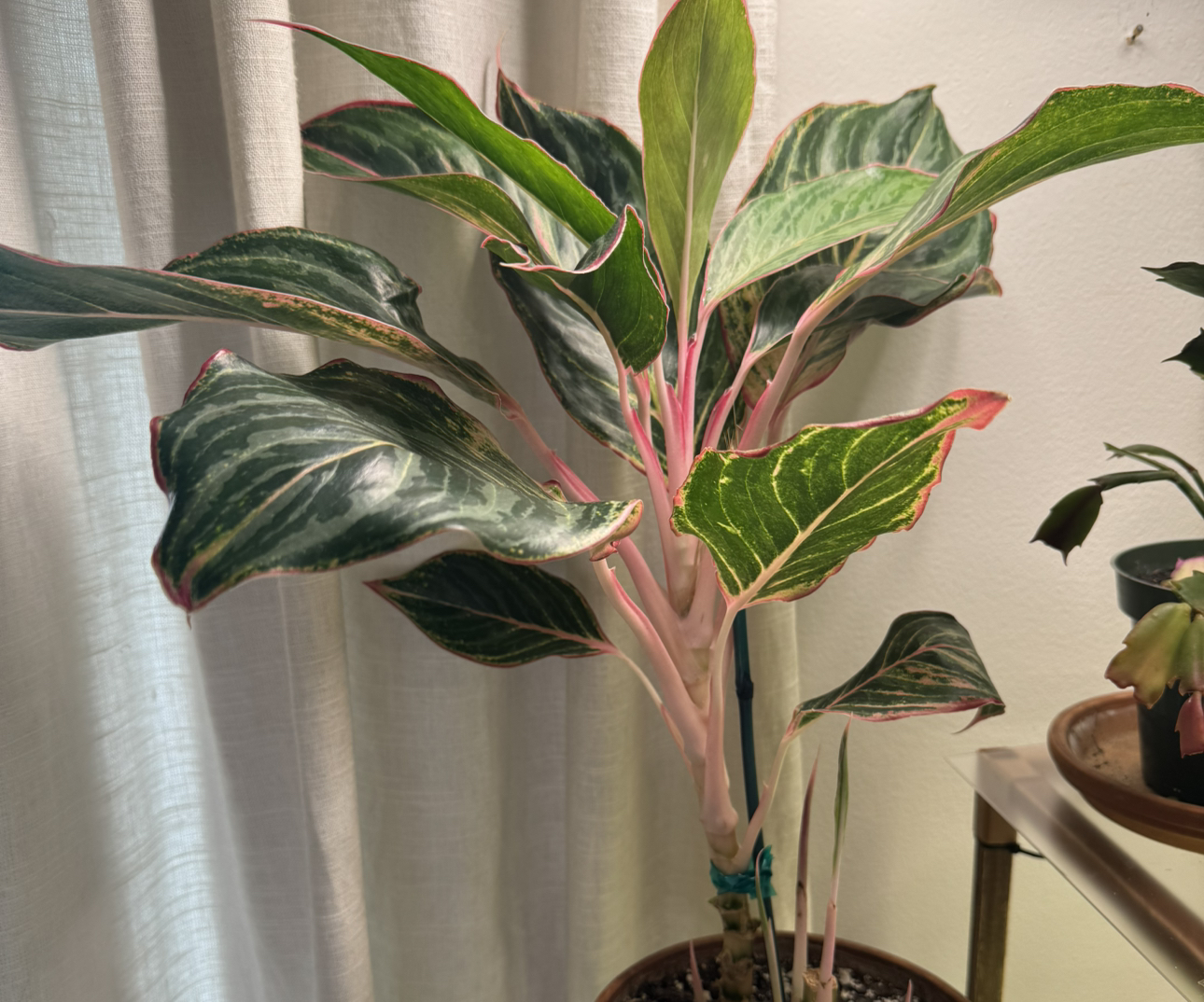 Photo of the plant species aglaonema moonstone by @not-a-bird named Moon on Greg, the plant care app
