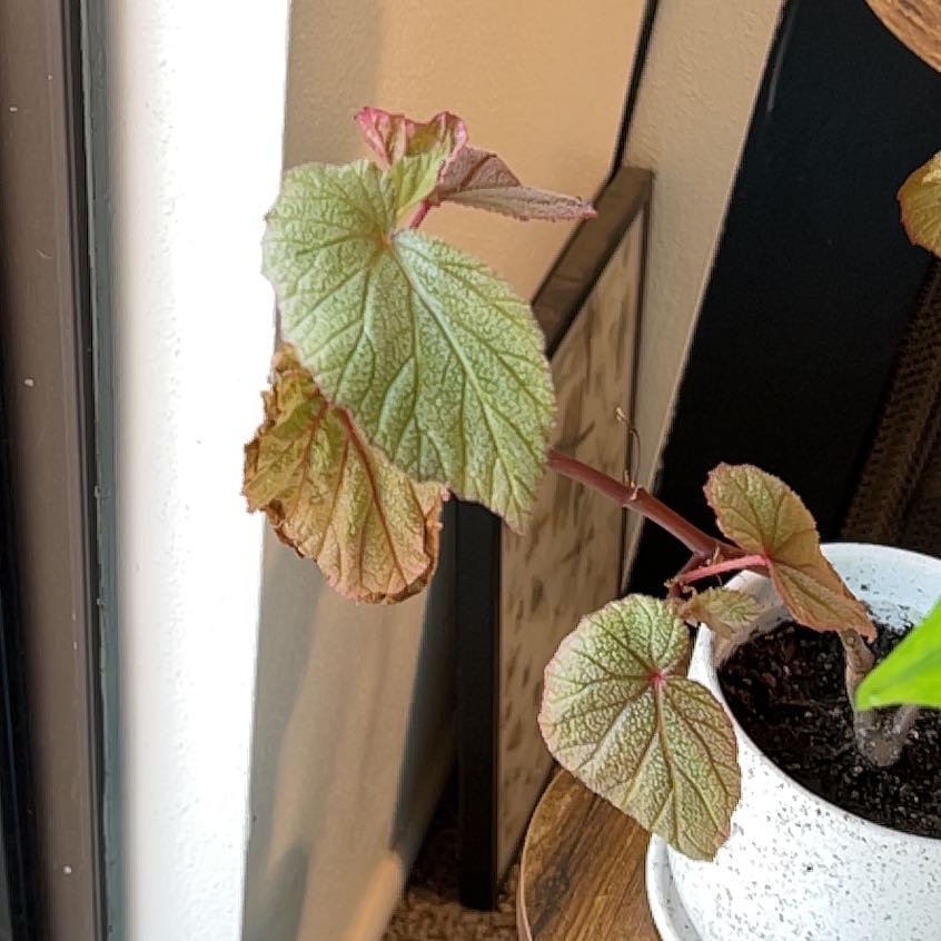 Photo of the plant species Begonia 'Sinbad' by @FancyWoodsorrel named Coco on Greg, the plant care app