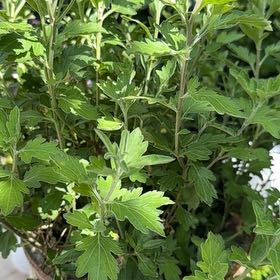 Photo of the plant species Mediterranean-Medlar by @ValidLeafydaisy named Stella on Greg, the plant care app