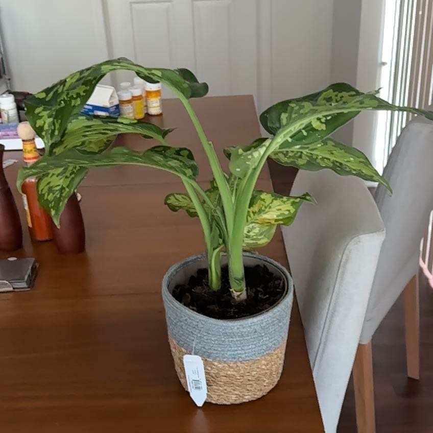 Photo of the plant species Dieffenbachia 'Cheetah' by @Abbeyandplants named Franny on Greg, the plant care app