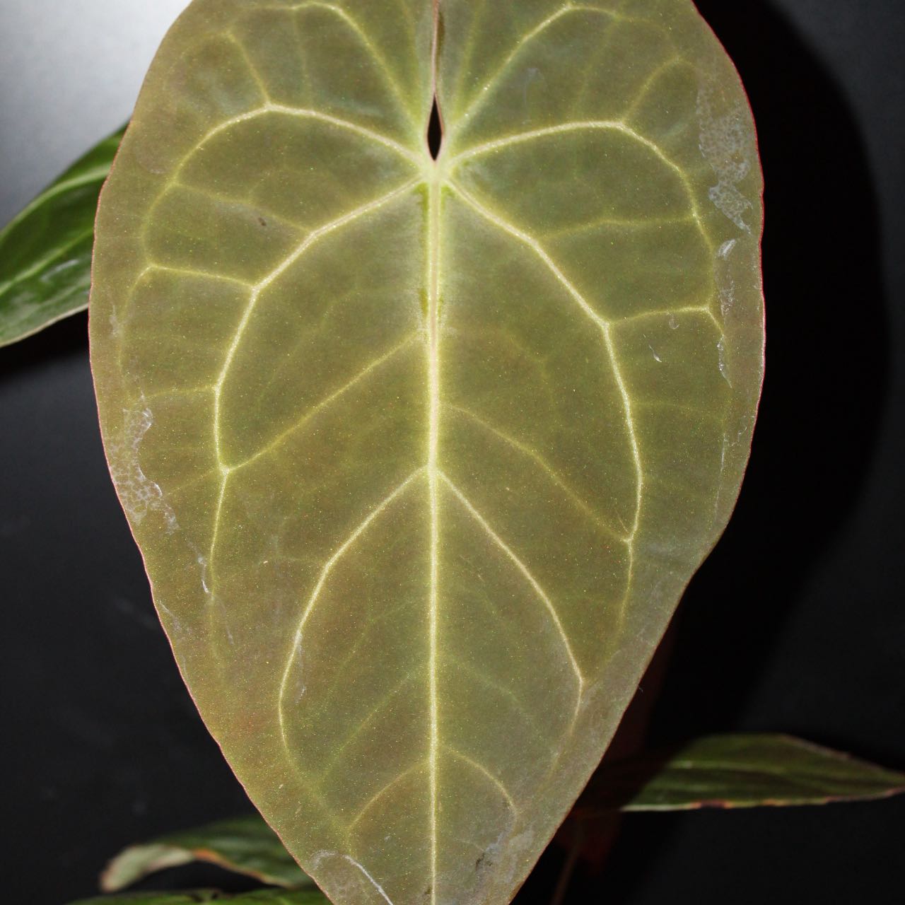 Photo of the plant species Ace of Spades by @FirstNaillichen named Gobi on Greg, the plant care app