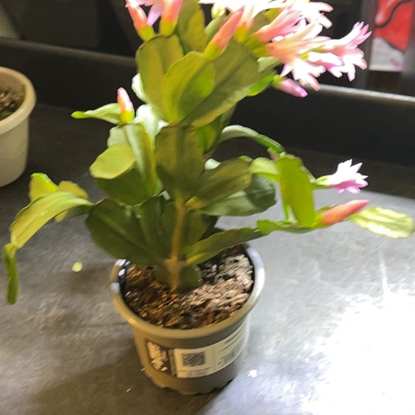 Photo of the plant species Pink Ice Easter Cactus by @YeahCoyotemint named Shakira on Greg, the plant care app