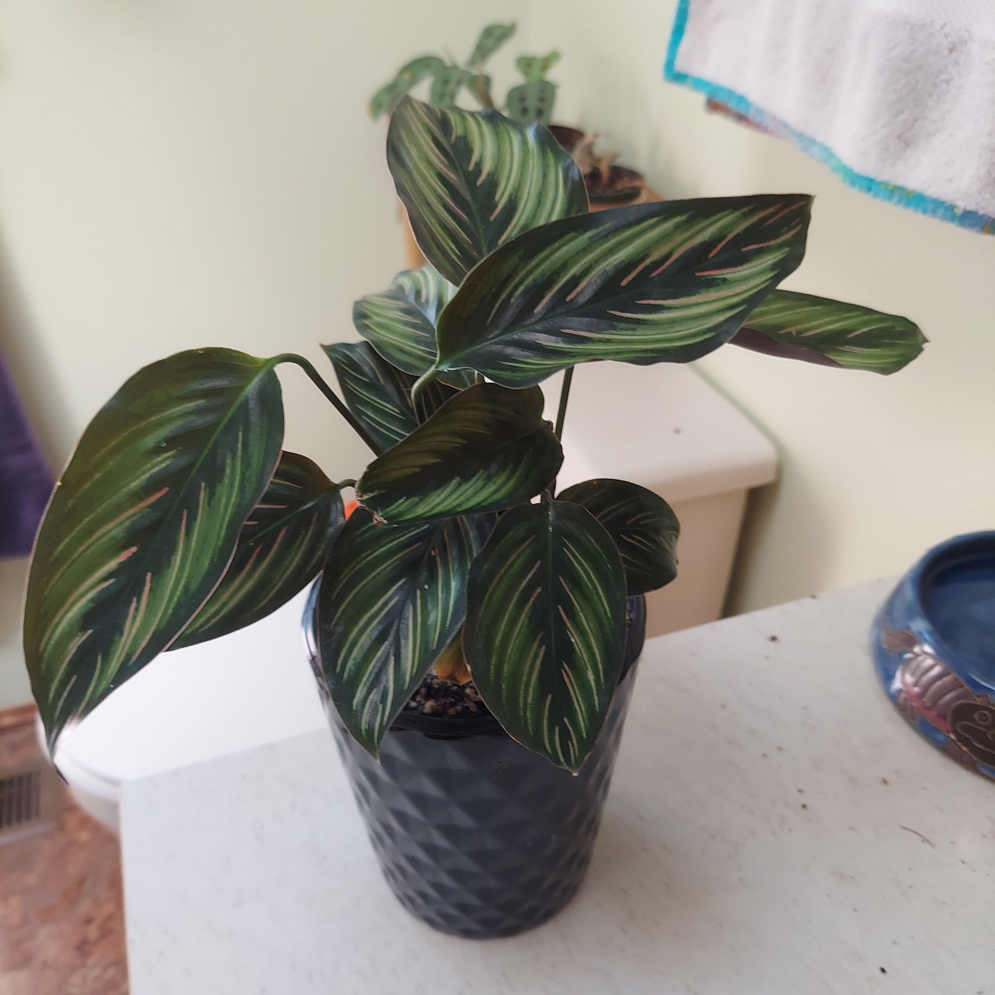 IBL) Goeppertia ornata 'Beauty Star' 1