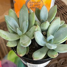 Photo of the plant species Pachyveria 'Blue Quartz' by @RulerRosecactus named Rainier on Greg, the plant care app