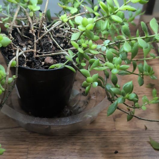 Photo of the plant species Stringy Stonecrop by @GlowingCorkelm named Daphne on Greg, the plant care app