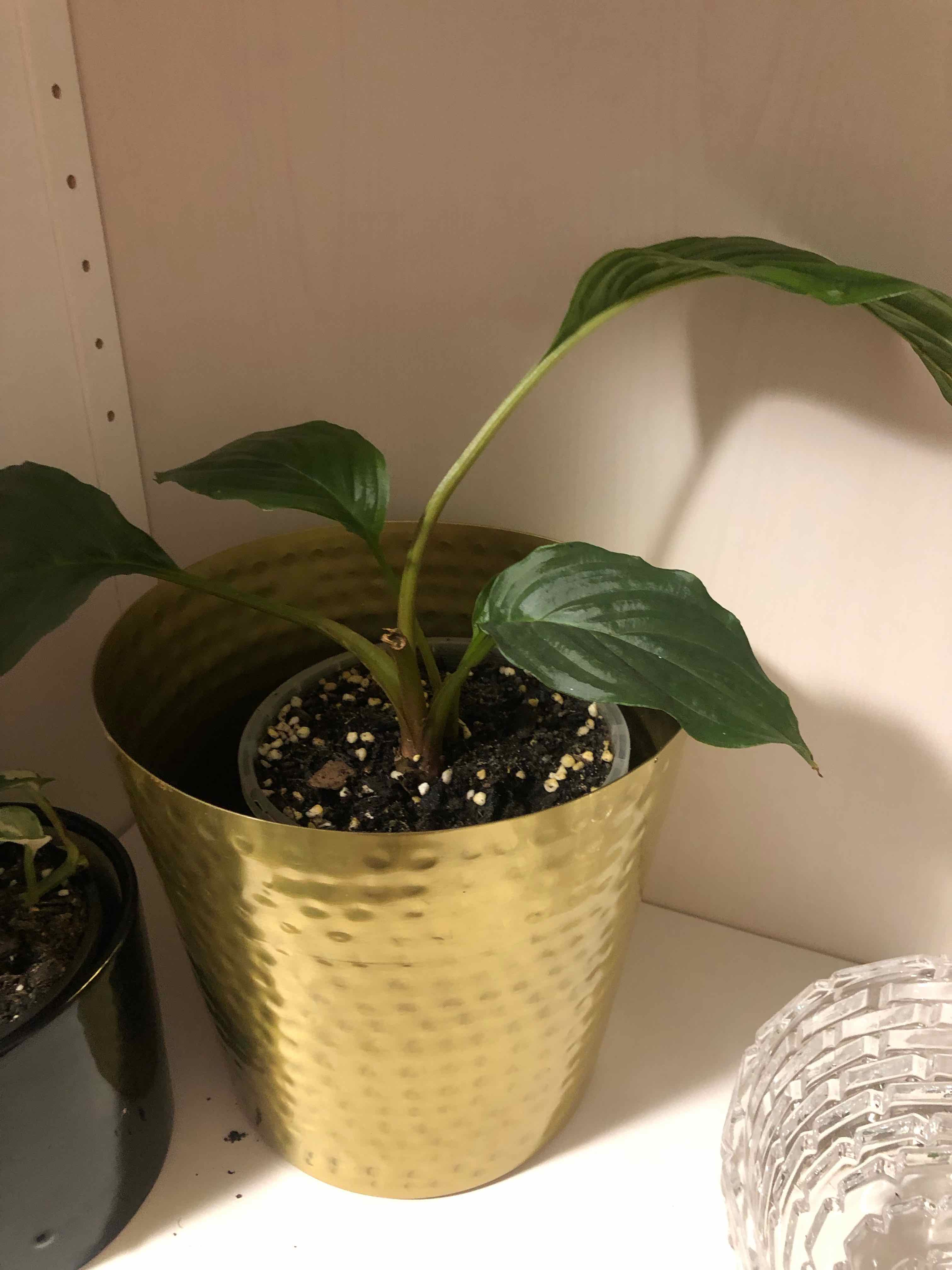 Plant care for Brazilian Yam on Greg, the plant care app