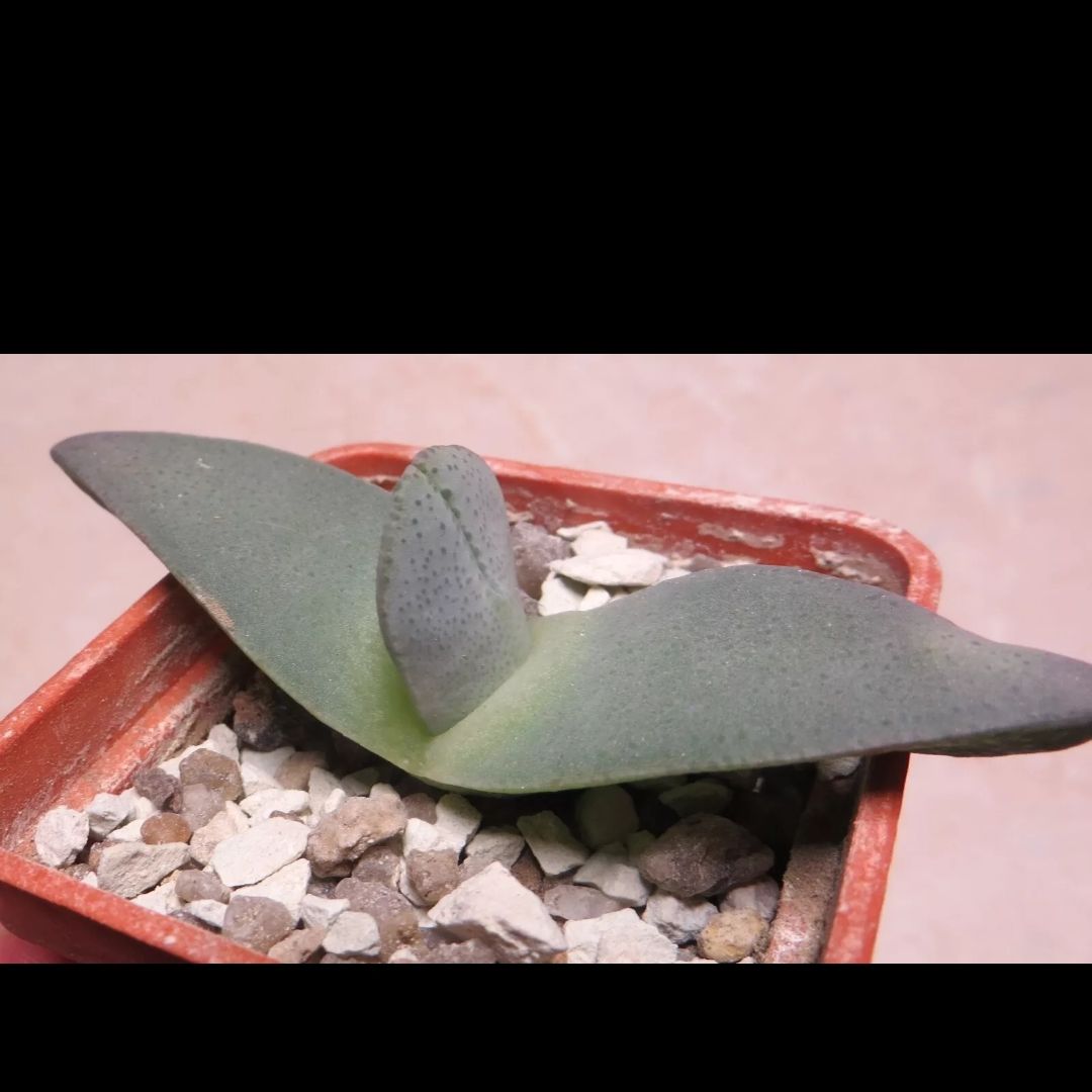 Photo of the plant species Cheiridopsis Peculiaris by @Heisenburg named Demi on Greg, the plant care app