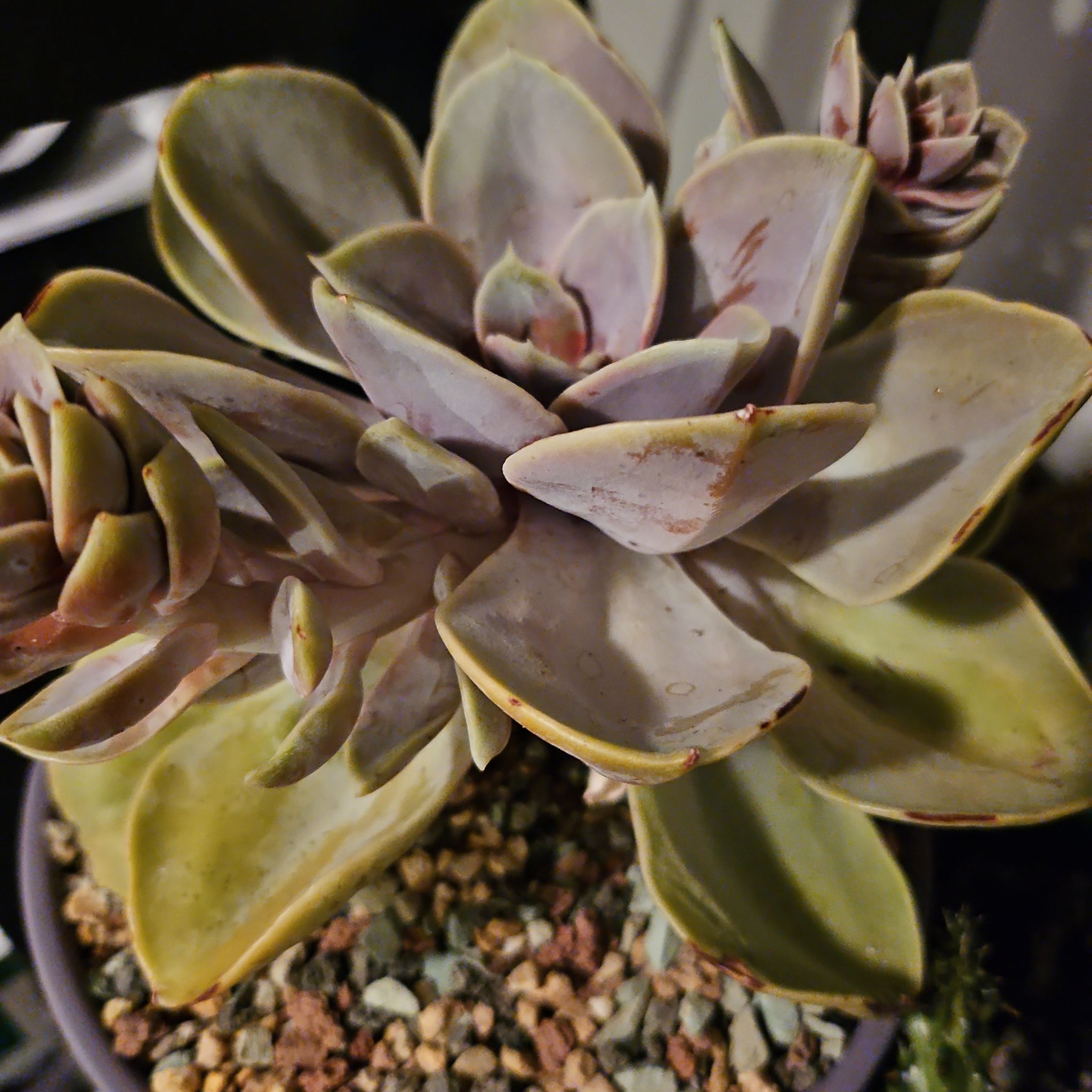 Photo of the plant species Graptoveria 'Douglas Huth' by @Heisenburg named Gaga on Greg, the plant care app