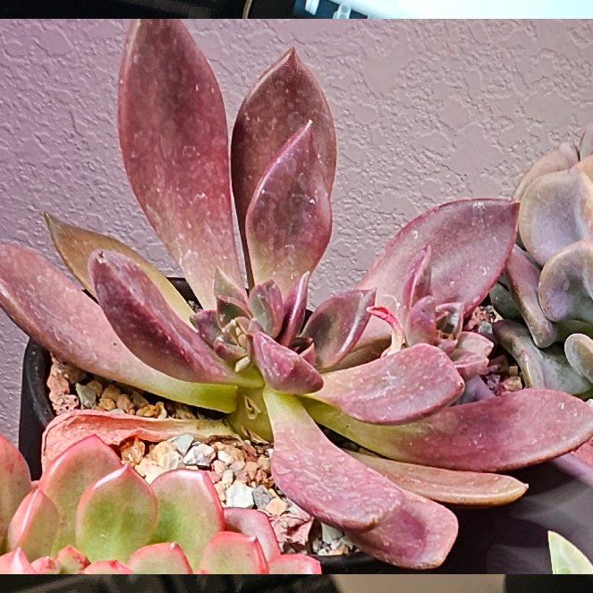 Photo of the plant species Graptoveria 'Juliana' by @Heisenburg named Terra on Greg, the plant care app