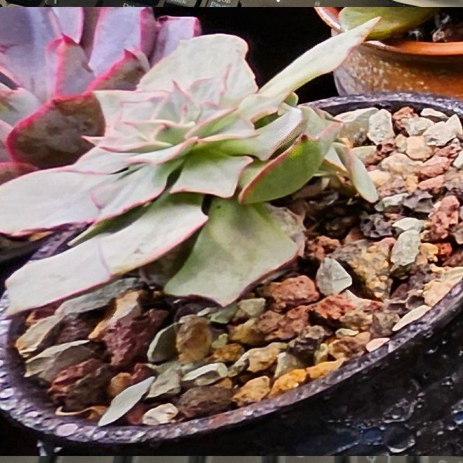 Photo of the plant species Desert Savior by @Heisenburg named Kylie on Greg, the plant care app