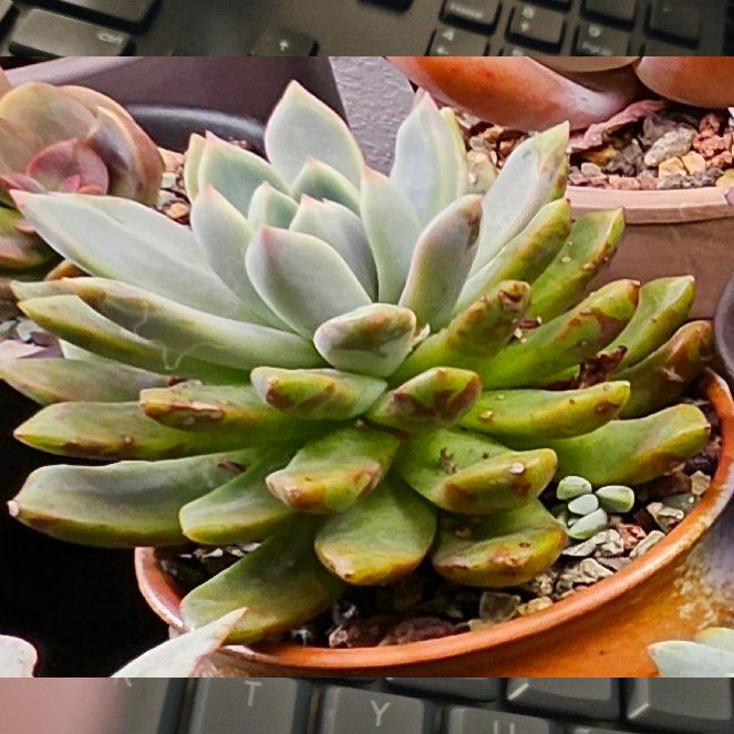 Photo of the plant species Bloody Yan by @Heisenburg named Lebron on Greg, the plant care app