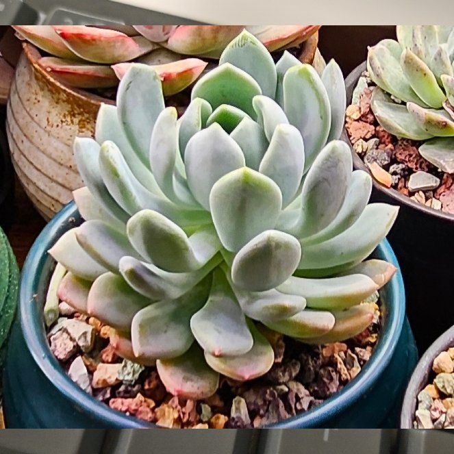 Photo of the plant species Echeveria 'Grey Red' by @Heisenburg named Elina on Greg, the plant care app