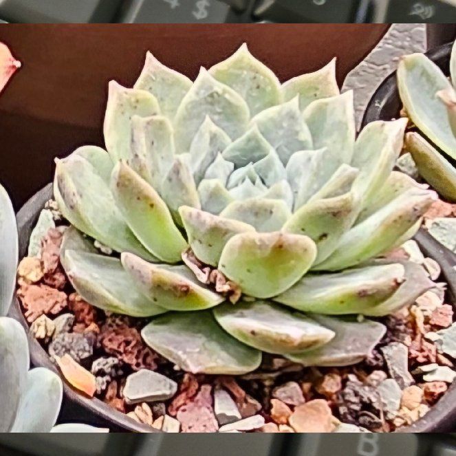 Photo of the plant species Echeveria Laulensis by @Heisenburg named 'Laulindsayana' (laulensis x lindsayana) on Greg, the plant care app
