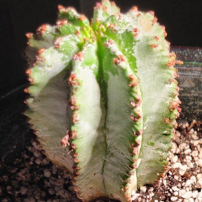 Photo of the plant species African Milk Barrel by @Heisenburg named Miley on Greg, the plant care app