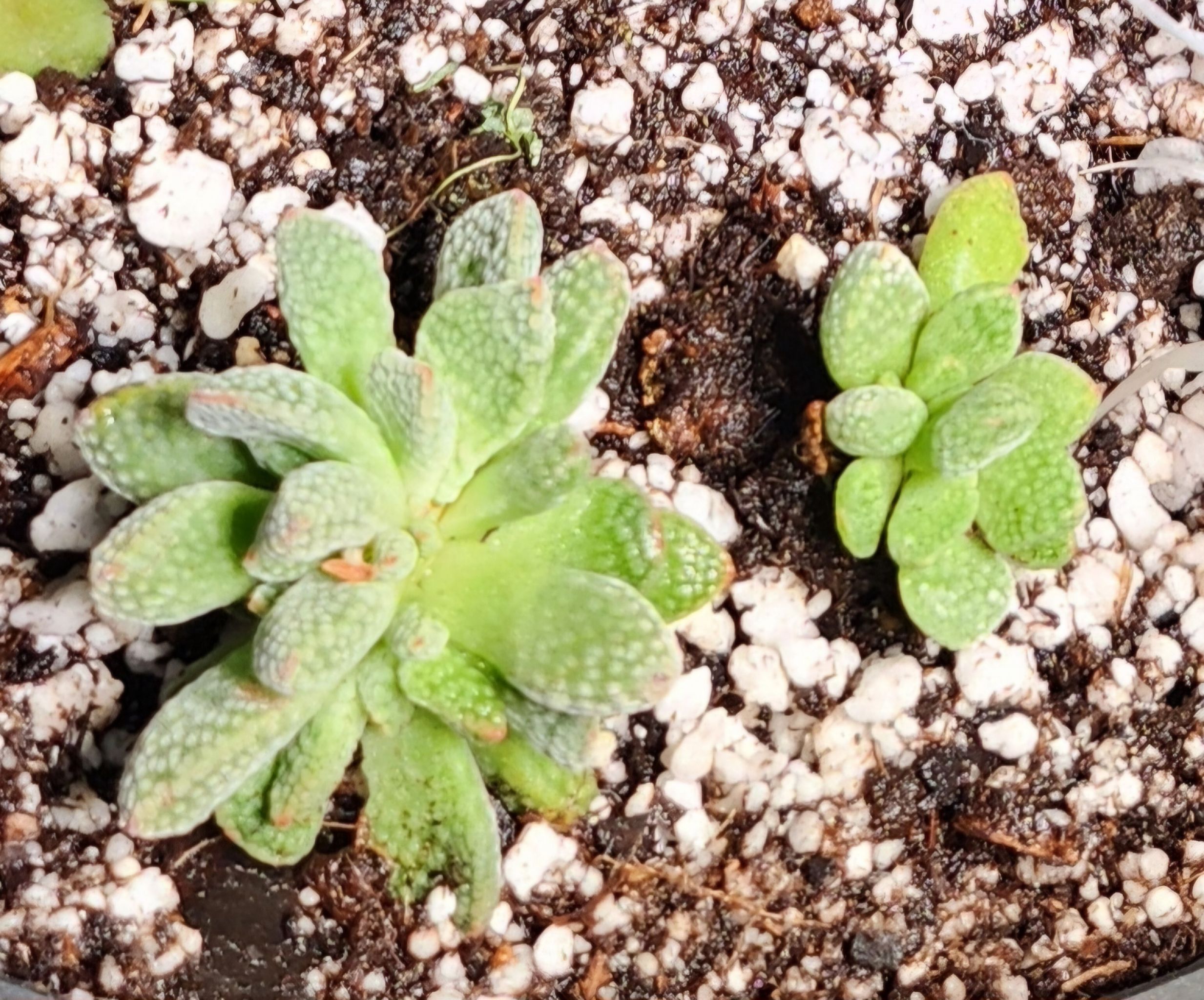 Photo of the plant species Jade Necklace Plant by @Heisenburg named Walt on Greg, the plant care app