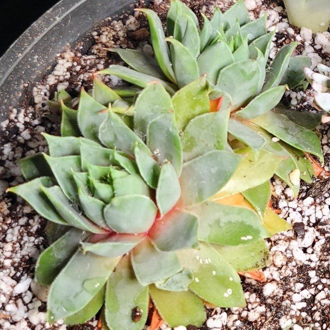 Photo of the plant species Hens and Chicks 'Silver King' by @Heisenburg named Prince on Greg, the plant care app