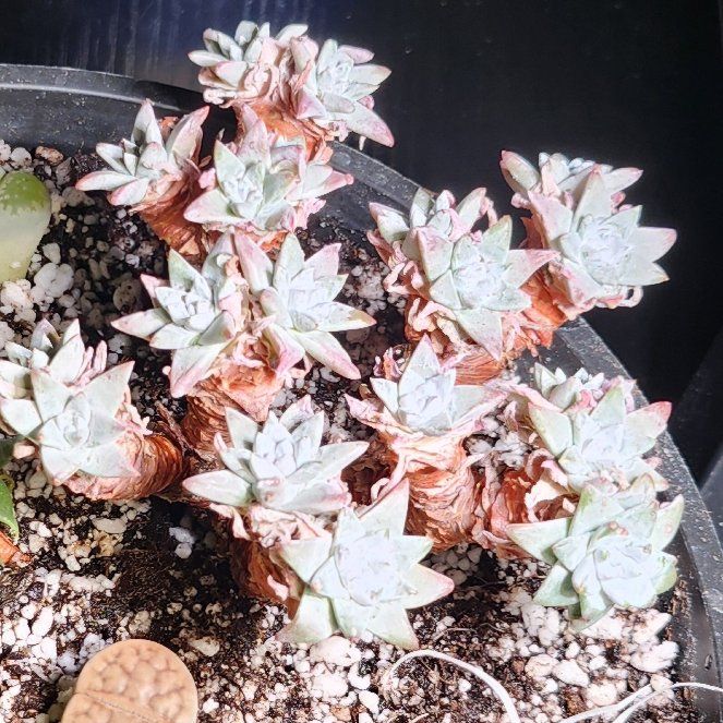 Photo of the plant species Munchkin Liveforever by @Heisenburg named Orlando Bloom on Greg, the plant care app