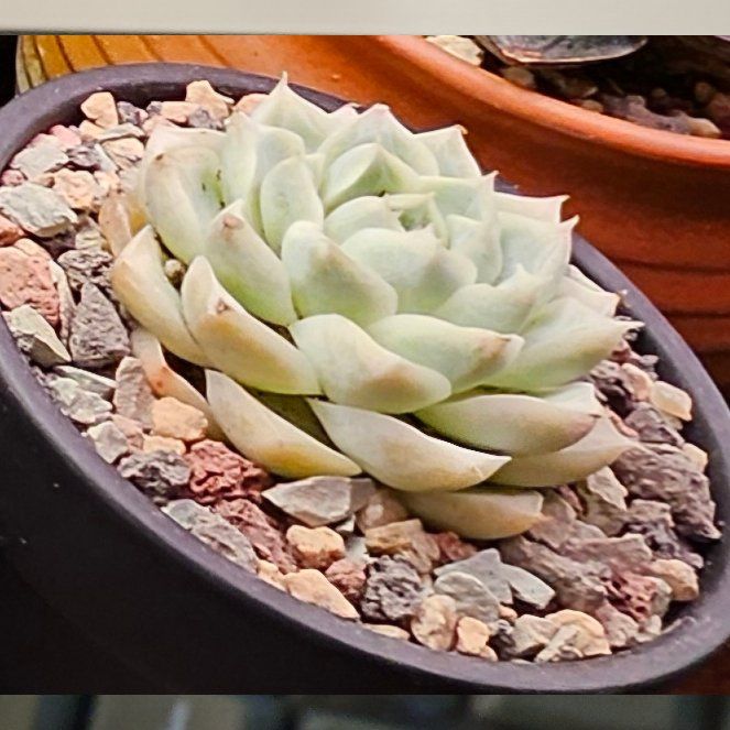 Photo of the plant species White Queen Echeveria by @Heisenburg named Harper on Greg, the plant care app