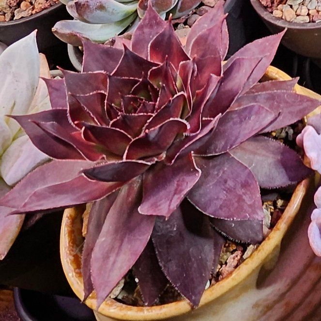 Photo of the plant species Sempervivum 'Black' by @Heisenburg named Onyx on Greg, the plant care app