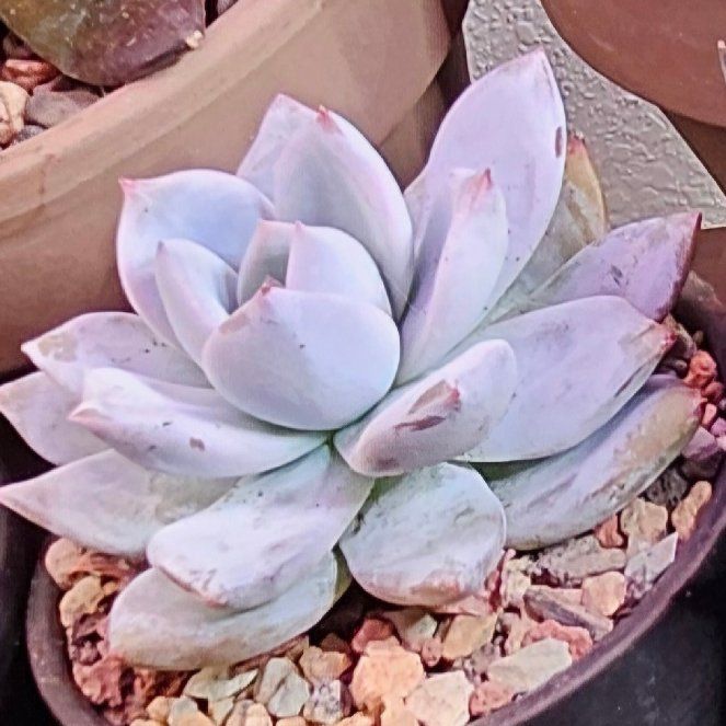 Photo of the plant species Snow angel Sugar Heart by @Heisenburg named Kesha on Greg, the plant care app