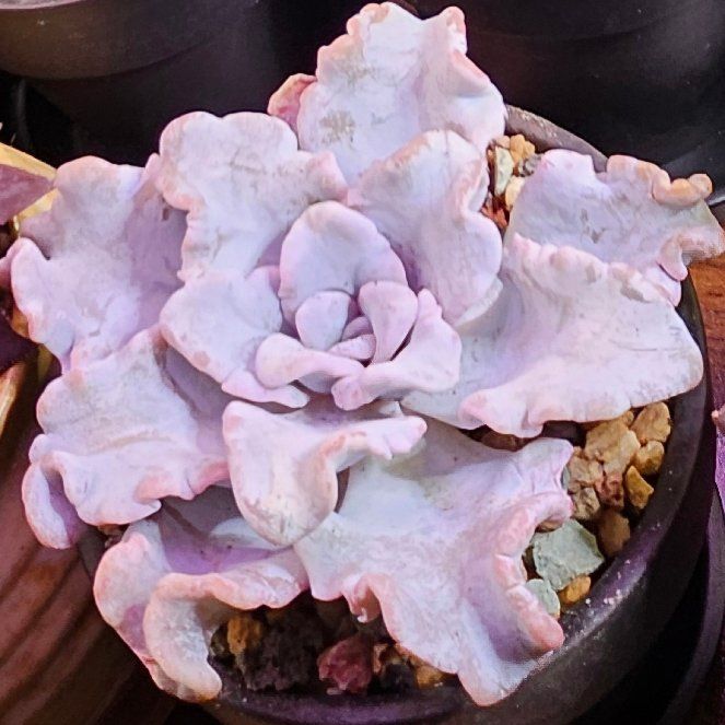 Photo of the plant species Echeveria Crispate Beauty by @Heisenburg named Echeveria Crispate Beauty on Greg, the plant care app