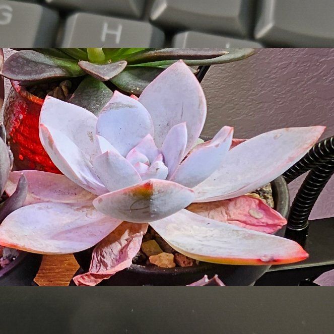 Photo of the plant species Echeveria 'White Lotus' by @Heisenburg named Dolores on Greg, the plant care app
