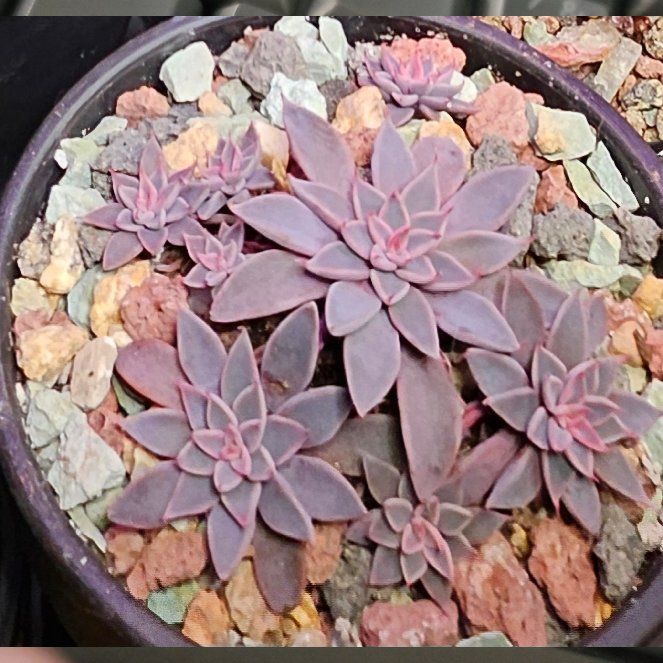 Photo of the plant species San Francisco River Leatherpetal by @Heisenburg named Lola on Greg, the plant care app