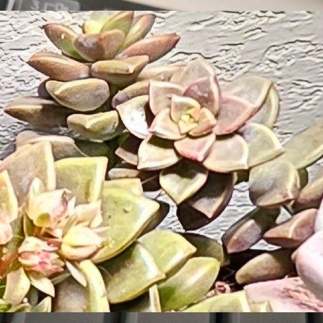 Photo of the plant species Aspen Glow Sedum by @Heisenburg named Daphne on Greg, the plant care app