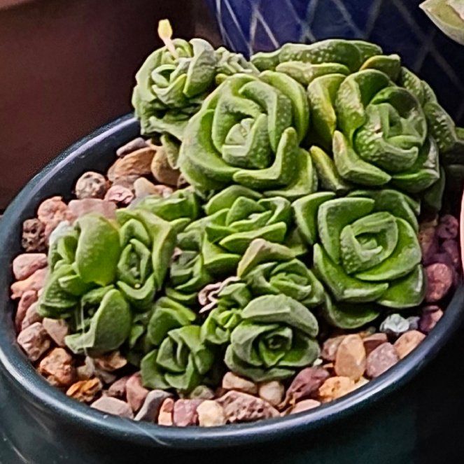 Photo of the plant species Crassula 'Dorothy' by @Heisenburg named Gates on Greg, the plant care app