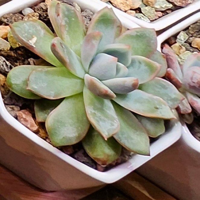 Photo of the plant species Echo Echeveria by @Heisenburg named Tupot amaroot on Greg, the plant care app