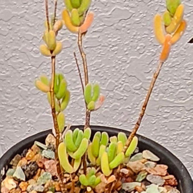 Photo of the plant species Diamond Dew by @Heisenburg named Eva on Greg, the plant care app