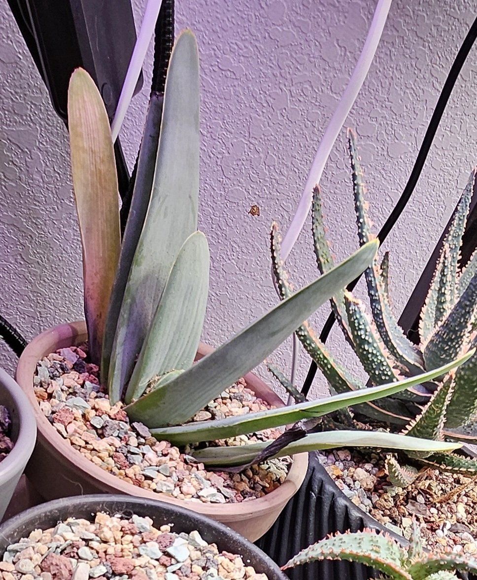 Photo of the plant species Fan Aloe by @Heisenburg named Nithin on Greg, the plant care app