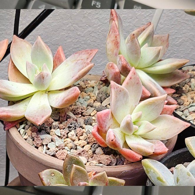 Photo of the plant species Pink Ghost Plant by @Heisenburg named Cleopatra on Greg, the plant care app