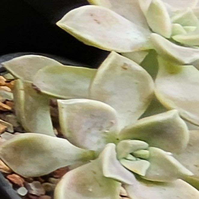 Photo of the plant species Graptoveria 'Harry Watson' by @Heisenburg named Aristotle on Greg, the plant care app
